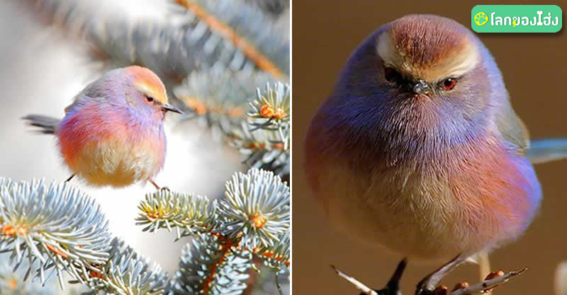 นกสวยที่สุดในโลก 7 สีสันงดงามในตัว ละมุนตาเหมือนบินออกมาจากเทพนิยายเลย -  Liekr